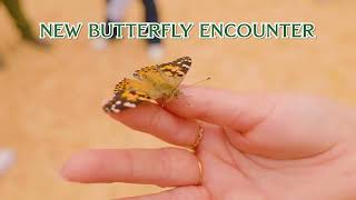 Explore The Flower Fields And Step Into A Butterfly Encounter