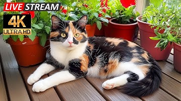 24/7 Healing Sounds for Cats 🐈 Peaceful Tunes for Naps, Healing, and Deep Rest 💖 Best Mus