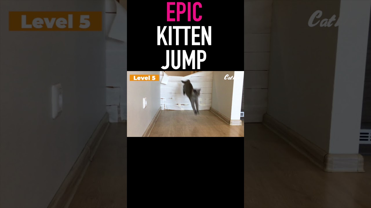 Epic Kitten Jump 