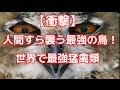 【衝撃】人間すら襲う最強の鳥!世界で最強猛禽類