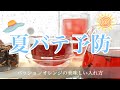 【夏バテ予防】フレーバーティー/パッションオレンジの美味しい入れ方