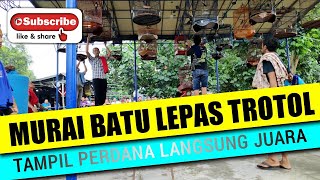senangnya melihat burung MURAI BATU 7 bulan main durasi istimewa dan bongkar lagu