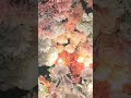 #flowers #beautiful #colorful #moa #youtube #nocopyrightmusic