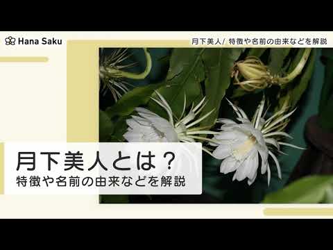 月下美人 Youtube