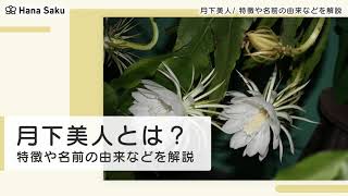 月下美人ってどんな花 花言葉や育て方についても解説 Hanasaku