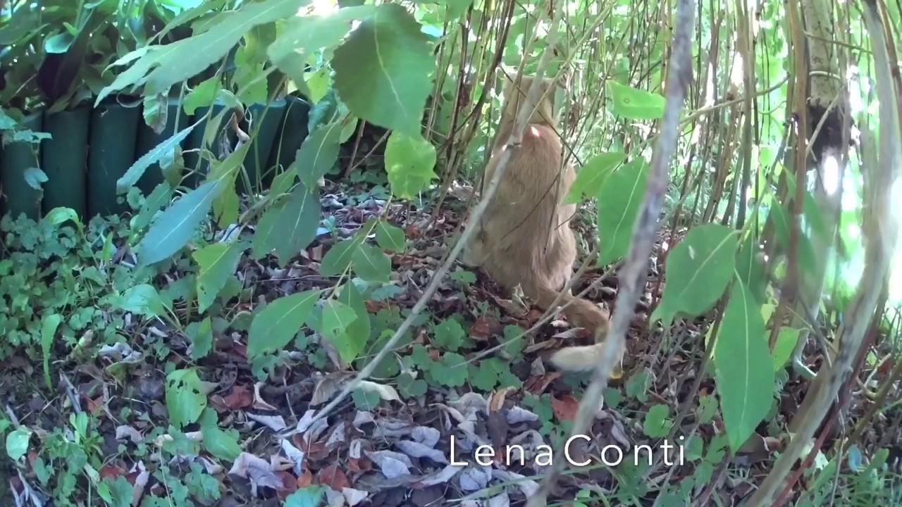 LC233:Женскийклуб. Дача. Кошка за утренним туалетом на даче.😉.🙊