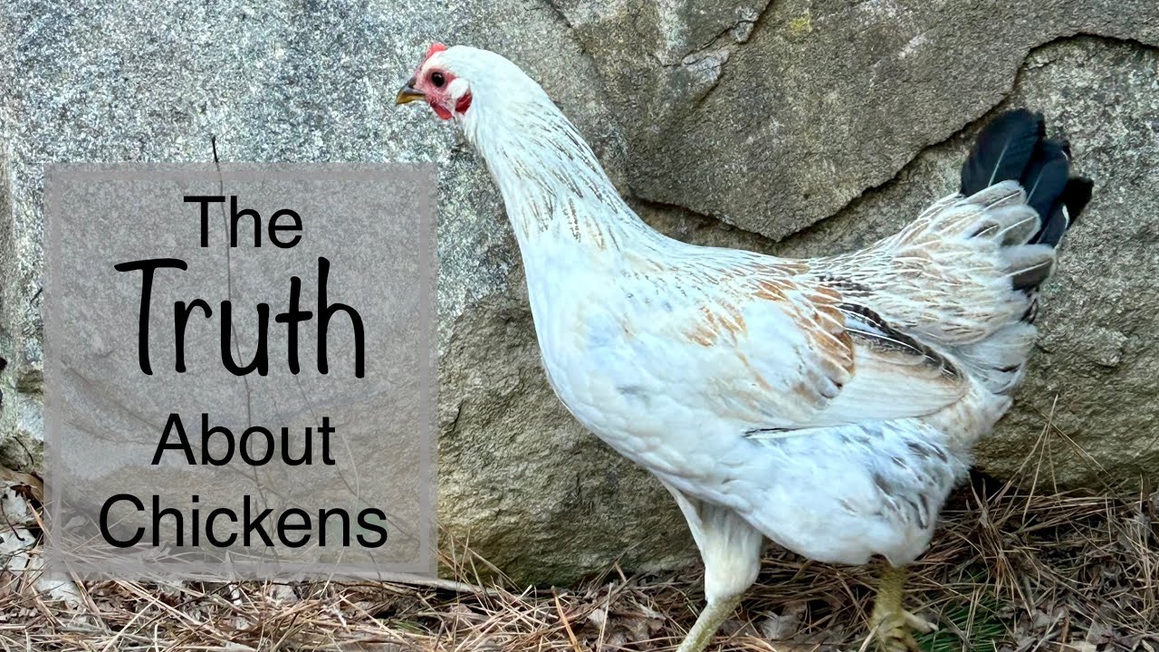The Real Cost of Backyard Eggs + How to Maximize Your Chicken