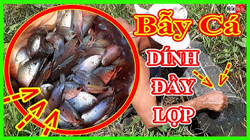 Bẫy Cá Sặc Trên Ruộng DÍNH ĐẦY LỢP, AI XEM CŨNG BẤT NGỜ PHÁ MÊ / Một Góc Miền Tây vlogs