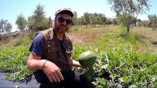 Pruning Watermelon Plants | Quality Fruits and Healthy Plants