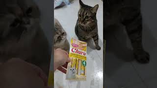 Ya llegó a casa el #churu. #cats #gatocito #elseñordelanoche #trend #instagram