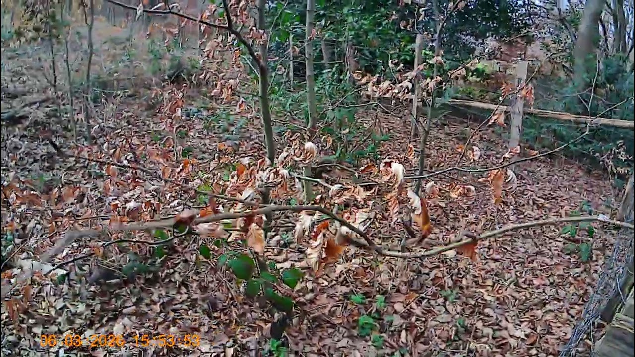 6-3-26 Dreckweg -Hütte