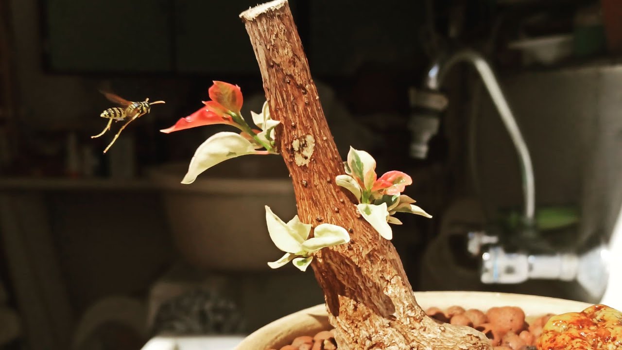 Bonsai Bougainvillea Cuidados at Rick Steppe blog