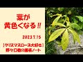 2023.7.15 葉が黄色くなる‼