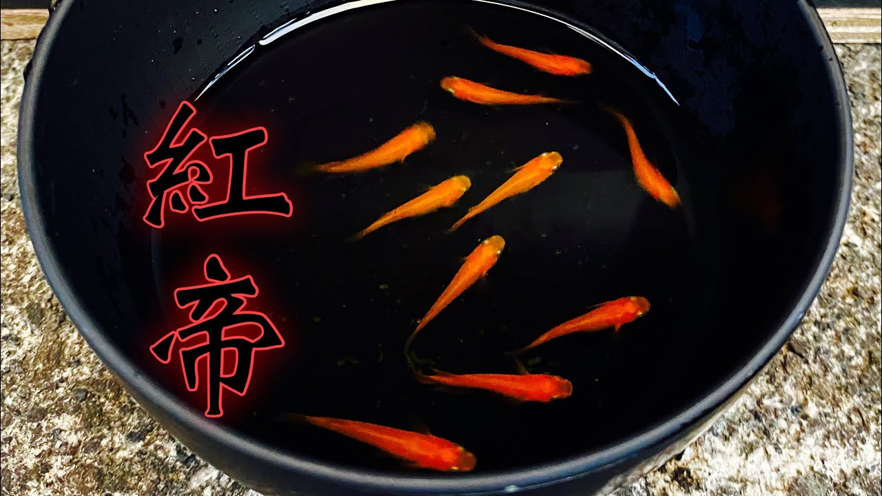 赤メタ極上美品　貴重 Yahoo!オークション -「スコーピオン 赤メタ」の落札相場・落札価格