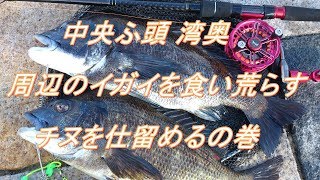 中央ふ頭 湾奥 黒鯛