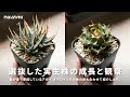 選抜した実生アガベオテロイの成長と観察｜実生1年〜2年｜チタノタ｜エボリスピナ｜Agave｜多肉植物