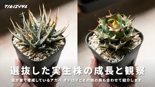 選抜した実生アガベオテロイの成長と観察｜実生1年〜2年｜チタノタ｜エボリスピナ｜Agave｜多肉植物