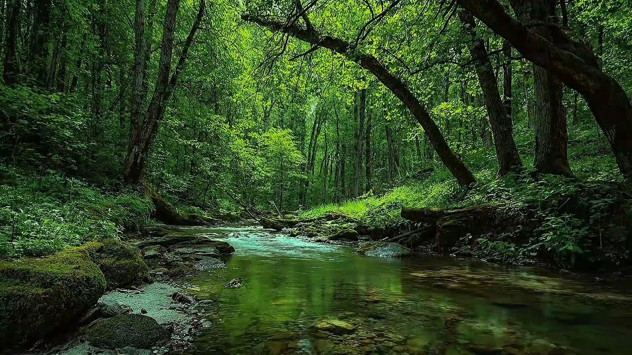 Calming Forest Sounds - Flowing Water Stream Sounds & Birds Chirping for Rest, Relax