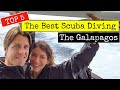 The Best Scuba Diving The Galapagos Islands - Travel 2021 | Dive with Hammerhead Sharks