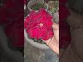 #redrose #winter #garden #ytshorts #flowers #flowerbloom