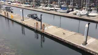 Edmonds, WA | Edmonds dog park/marina 