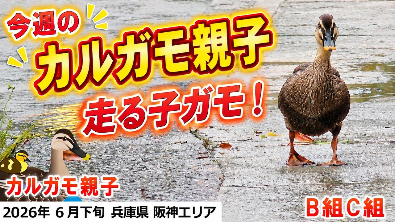 2026年6月下旬 カルガモ親子の探索＆観察（カルガモ、カルガモ親子、子