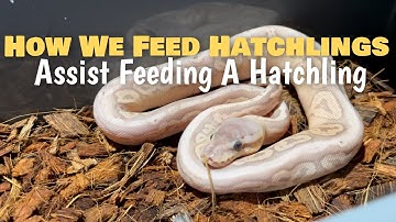 How We Feed Our Hatchlings | Assist Feed A Hatchling