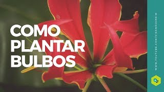 Como plantar bulbos da Angélica e Gloriosa ( Super fácil ) - thptnganamst.edu.vn