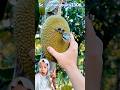 Ular Ini Masuk ke Dalam Tangan, Endingnya Bikin Kaget! 😱 hungbuitv230