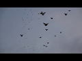 100 голубей в небе на Ялтинском Голубедроме