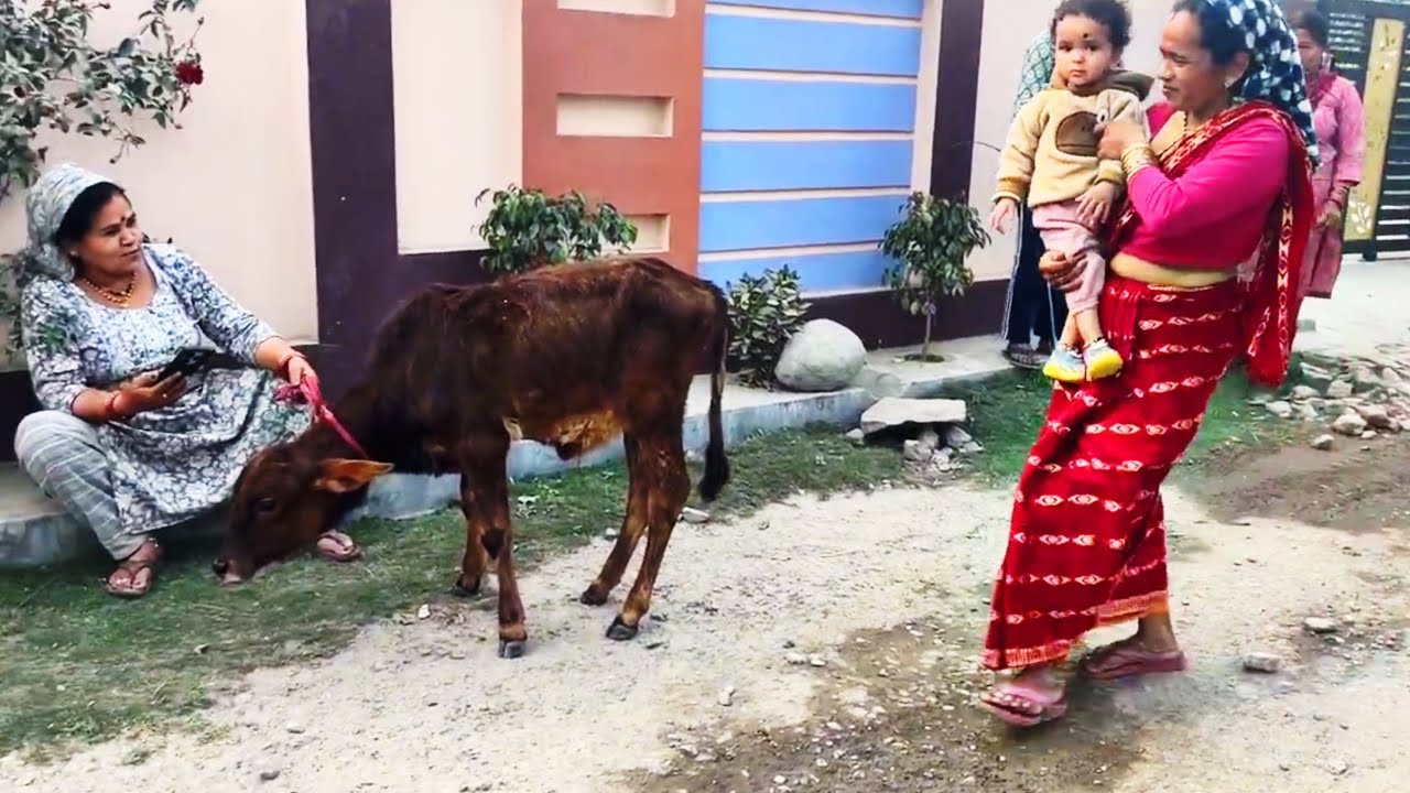 इन बेजुबानो का कोई सहारा नहीं है 🥺|| मासूम आँखों की अनकही कहानी || Family vlog || Animal babies