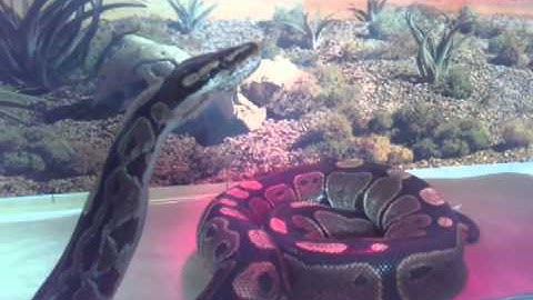 My Ball Python eating a mouse ass backwards.