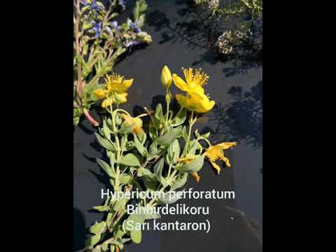 Video: Viper's Bugloss Çiçeği - Viper's Bugloss Bitkisini Nerede ve Nasıl Yetiştirir