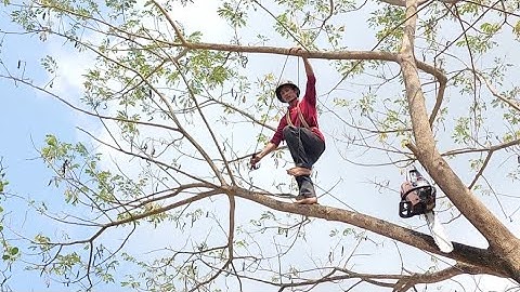 Cưa  cây  còng  giữa  trung  tâm  thành  phố  buồn  .Ở  tri  tôn. Cưa  cây  kỷ thuật  cao