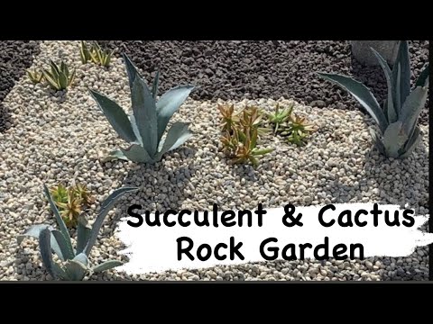 Βίντεο: Succulents In A Rock Garden: Planting a Rock Garden with Succulents