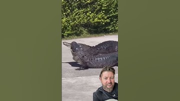 Krokodil versus alligator gevecht in Florida