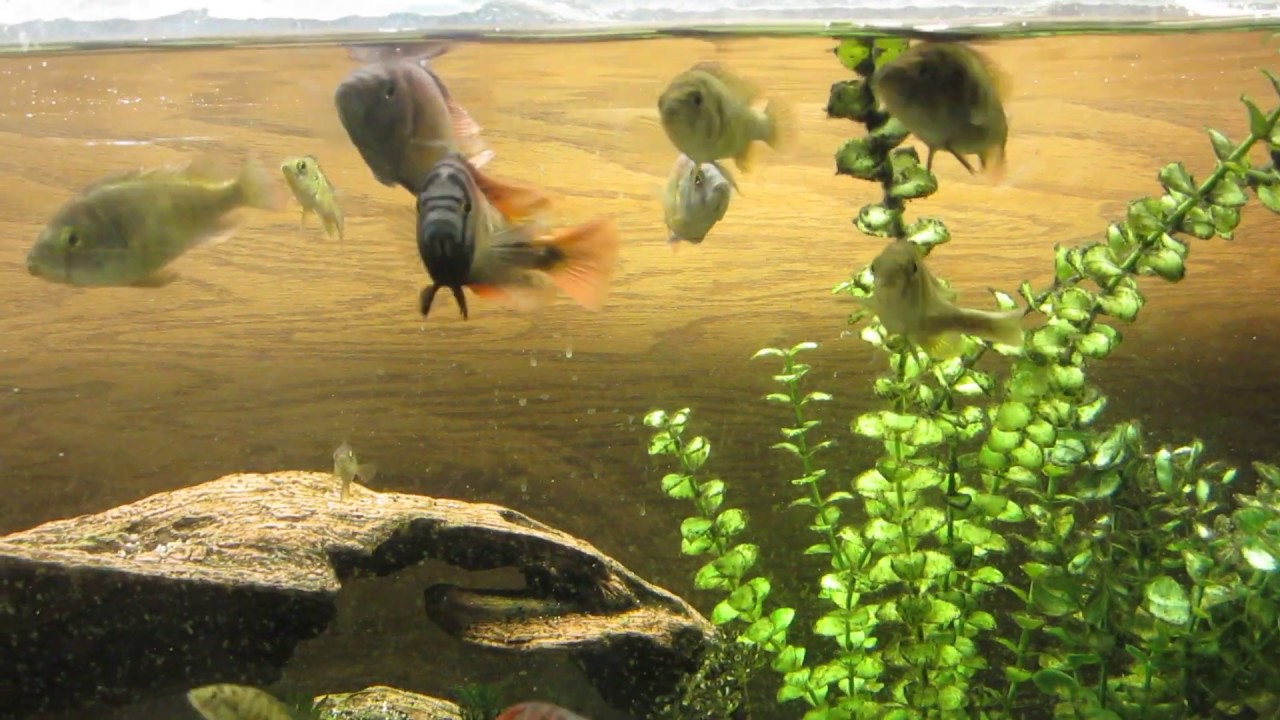 camera iphone 8 plus apk obliquadens and sp35