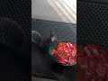 Sneaky Squirrel Steals Halloween Candy!