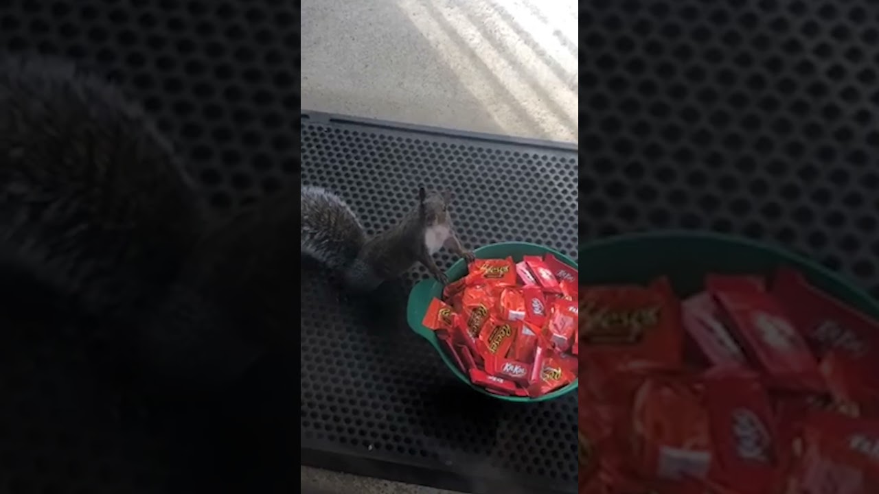 Sneaky Squirrel Steals Halloween Candy!