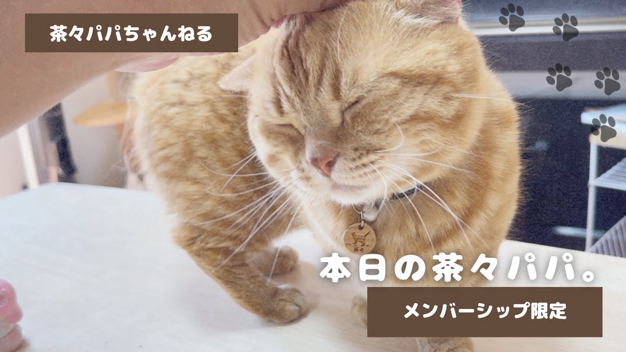 本日の茶々パパ。 - YouTube