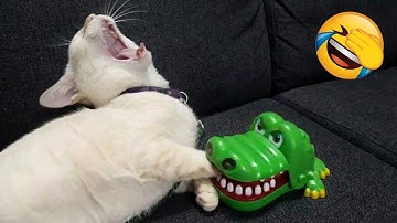 De gekste katten op aarde gedragen zich als cabaretiers 😂 Grappige kattenvideo