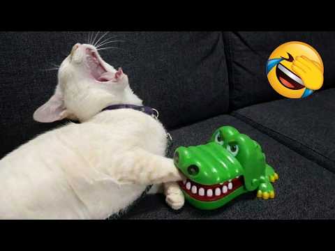 Silliest CATS on Earth Act Like Comedians π Funny Cat Videos 2025