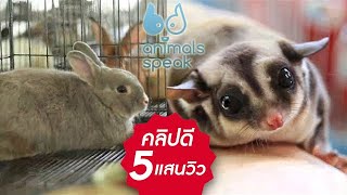 Animals Speak [by Mahidol] ชูการ์ไกลเดอร์น่ารัก และกระต่ายที่ไม่โดดเดี่ยว