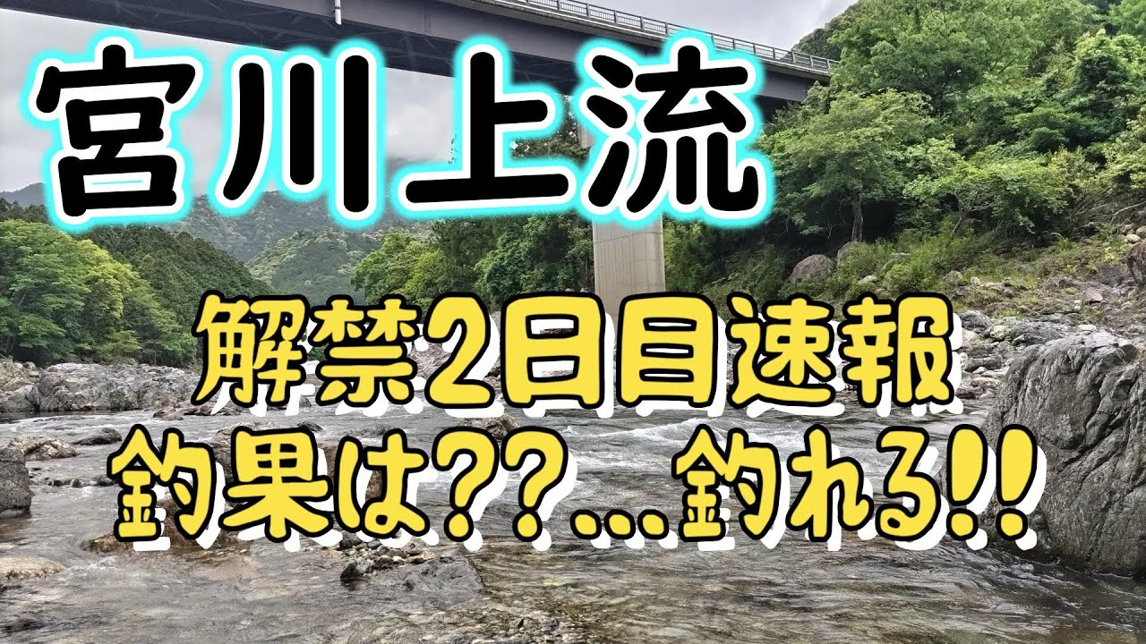宮川上流のアユ釣り解禁2日目釣行【宮川上流 2024年】