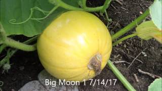 Somebody's Backyard Pumpkin Patch 7/19/17
