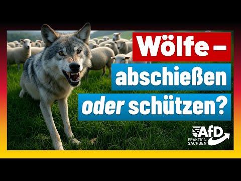 Wölfe in Sachsen – abschießen oder schützen? Jörg Dornau spricht Klartext