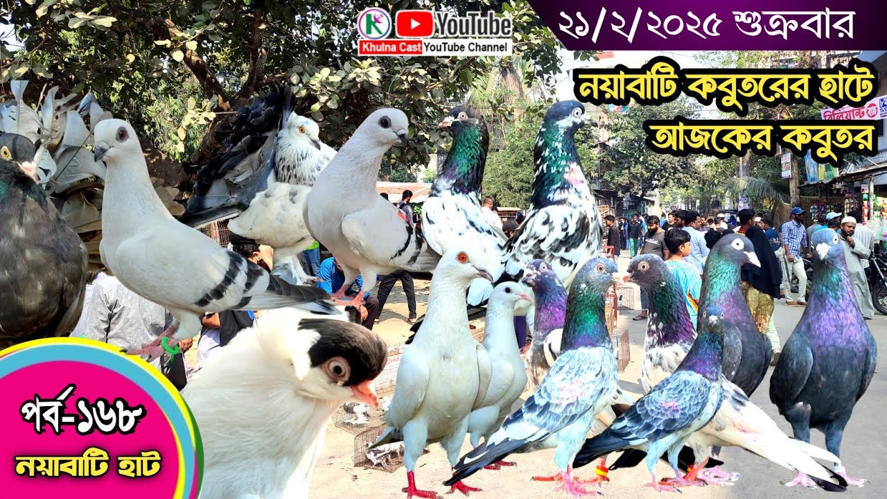 সবথেকে বড় কবুতরের হাট পর্ব-১৬৮ Largest pigeon market in Khulna খালিশপুর, নয়াবাটি, চিত্রালী, খুলনা