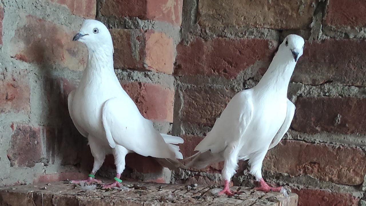 Kalchoche chitte Kabootar !Sambhal Wale Kabootar 