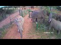 Elephant opening gate at Rooibank Farm Dinokeng