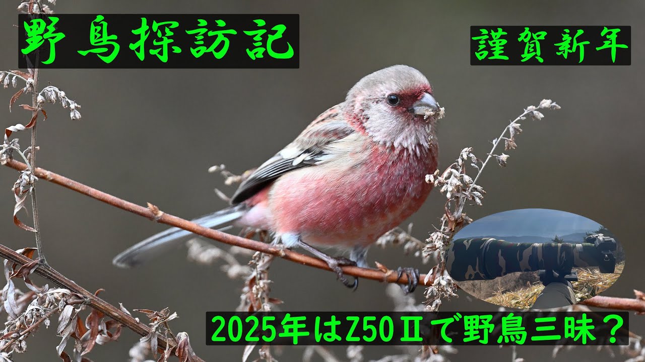 野鳥探訪記 謹賀新年 2025年はZ50Ⅱで野鳥三昧？」再編集編 - YouTube